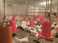 Chickens — foto 4