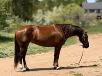 母马, Quarter Horse — 照片 7