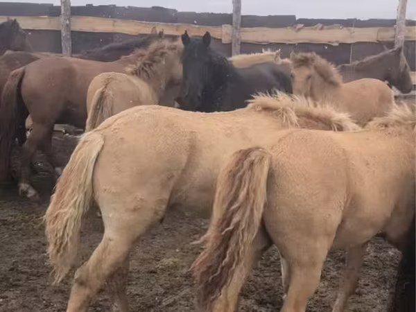 Kobila, Коњи