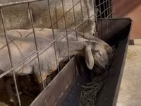 Ovce, Edilbay sheep — foto 2