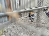 Chickens — 照片 6