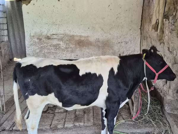 Mucca, Russian Black pied cattle