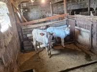 காளை, மாடுகள் — புகைப்படம் 5