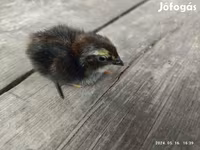 Quails — รูปภาพ 4