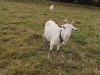 Capra, Capre — foto 1