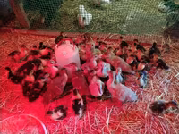Ducks — عکس 4