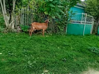 Goat, Nubian Goat — photo 3