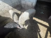 خوک ماده, Мангалица — عکس 1
