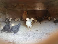Guinea fowl — foto 5
