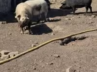 Säue, Schweine — Foto 2