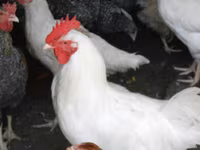 Chickens — fotografija 3
