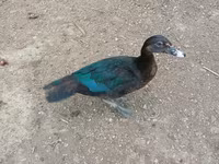 Muscovy domestica — foto 7