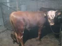 گاو نر, Simmental cattle — عکس 1