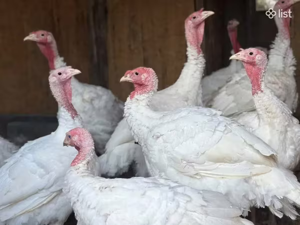 Turkeys