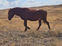 ม้าตัวเมีย, Kazakh horse — รูปภาพ 3