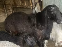 Widder, Hissar sheep — Foto 3