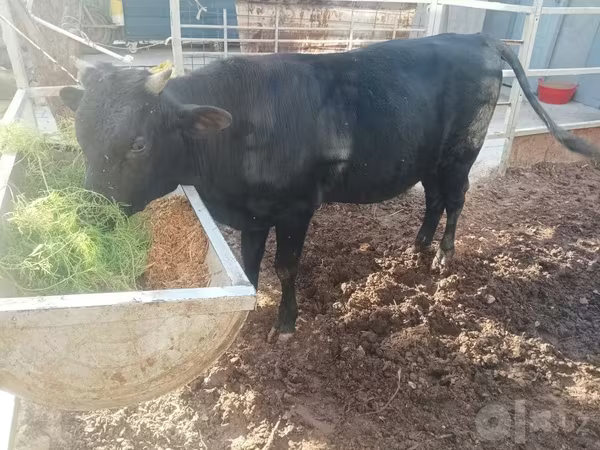 Lembu jantan, Cattle