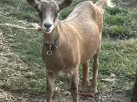 Ged, Alpine goat — foto 1
