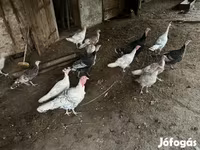 Turkeys — foto 3