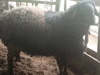 Koç, Blackheaded Persian sheep — foto 5