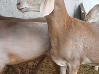 قوچ, Arashan sheep — عکس 2