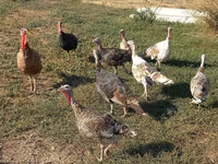 Turkeys — تصویر 1