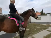 Stute, Hungarian horse breed — Foto 3
