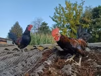 Chickens — عکس 1