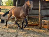 Merrie, Paarden — foto 3