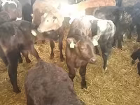 วัวตัวผู้, Simmental cattle — รูปภาพ 3