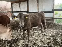 วัวตัวเมีย, Charolais cattle — รูปภาพ 2
