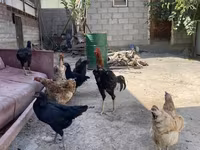 Chickens — 사진 2
