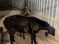 Biri-biri betina, Sheep — foto 1