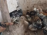 Chickens — foto 1