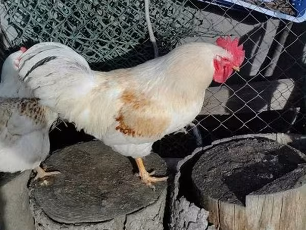 Chickens