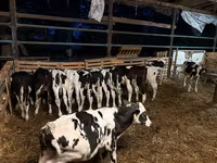 Toro, Razza Holstein — foto 2