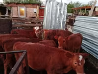 گاو ماده, Simmental cattle — عکس 5