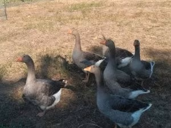 灰色和灰斑丹麦鹅