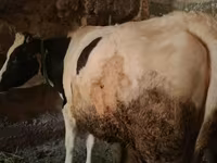 Lembu betina, Holstein breed — foto 1
