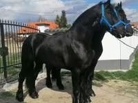 Kuda jantan, Friesian — foto 4