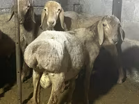 Widder, Rhon sheep — Foto 7