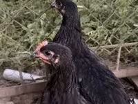 Australorp — sawirka 3