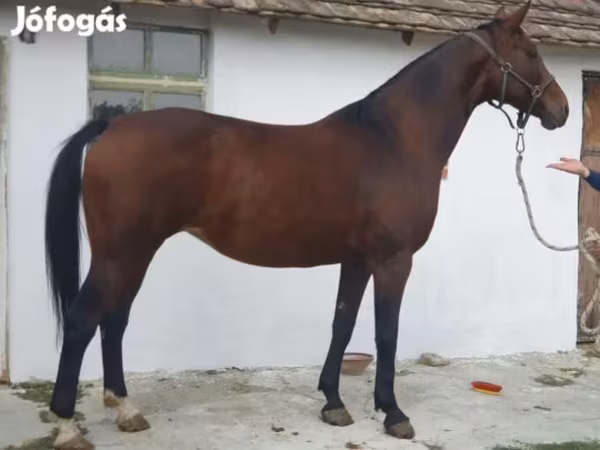 Faras dhaddig, Horses