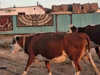 Үнээ, Latvian Blue cattle — 1 зураг