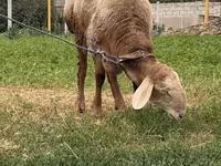 قوچ, Rhon sheep — عکس 5