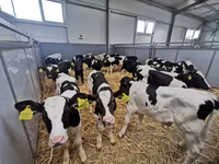 公牛, Cattle — 照片 4
