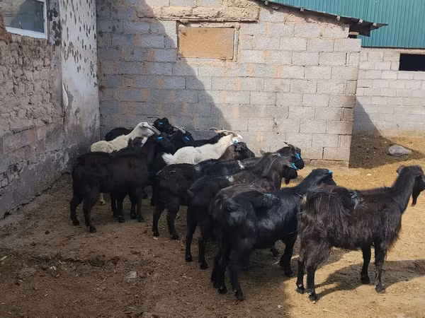 बकरी, Alpine goat