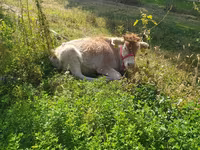گاو ماده, Simmental cattle — عکس 2