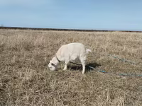 Ri’ dhaddig, Saanen goat — sawirka 1