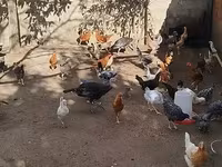 Chickens — عکس 4